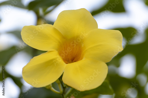 Yellow Allamanda cathartica   © dsom