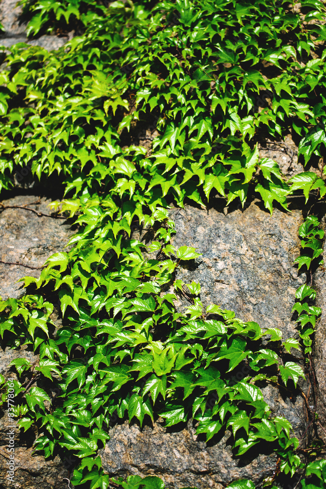 Old stone wall and green ivy Old stone wall and green ivy