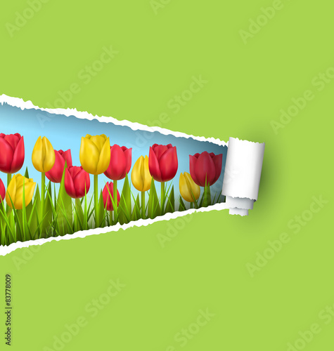 Green grass lawn with yellow and red tulips and ripped paper she
