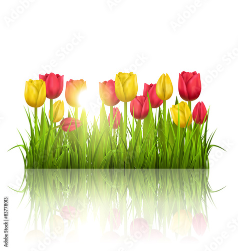 Green grass lawn with yellow and red tulips sunlight and reflect