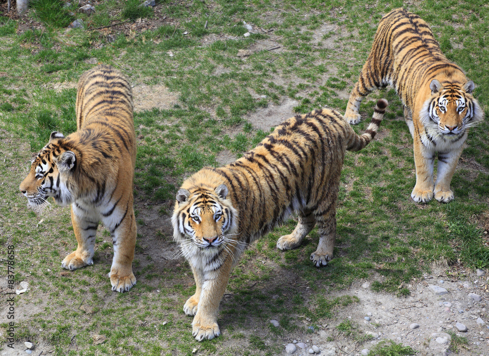 Fototapeta premium Bengal tigers