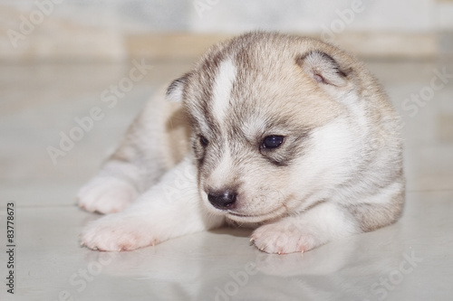 Very little puppy Siberian husky.  © voltgroup