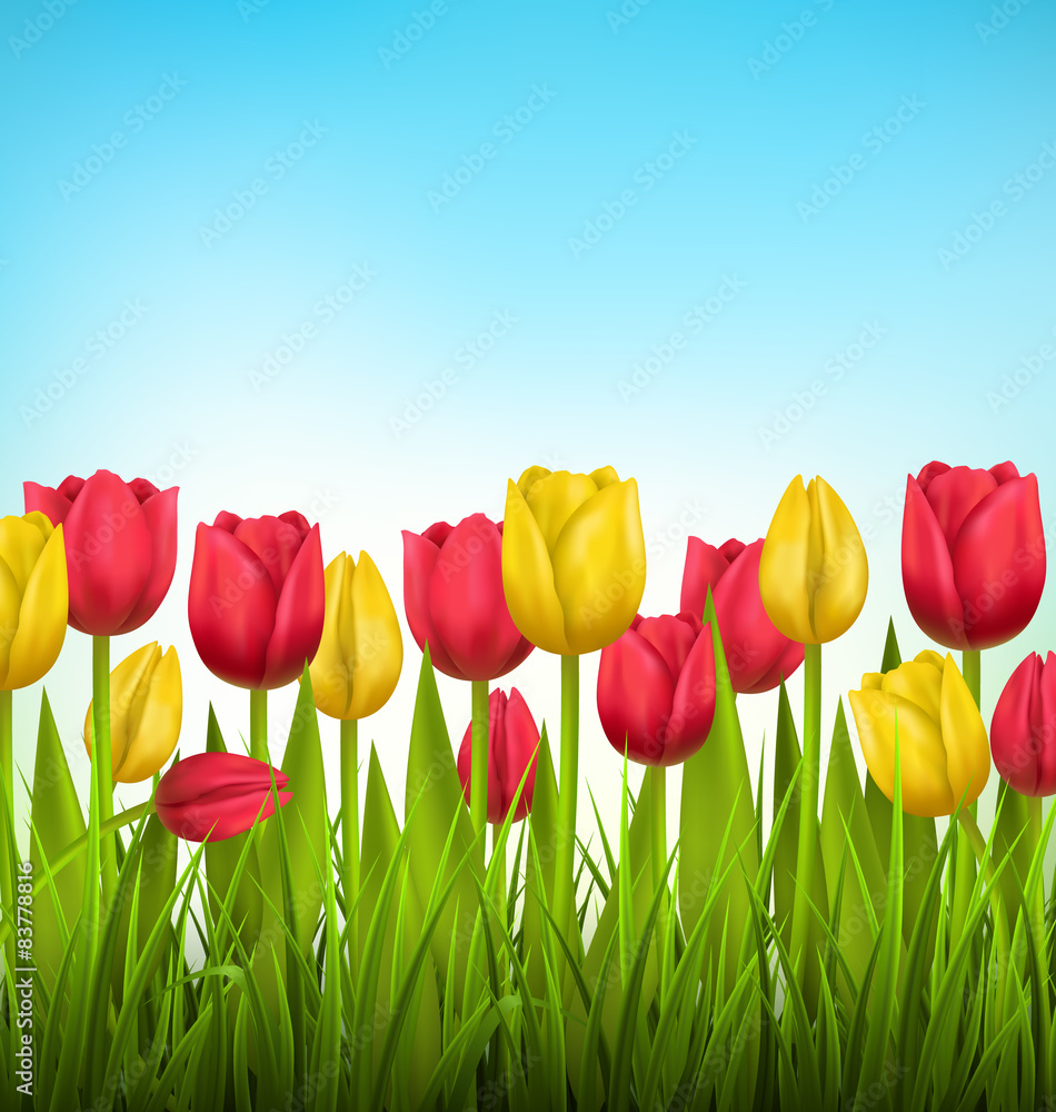 Green grass lawn with yellow and red tulips on sky. Floral natur