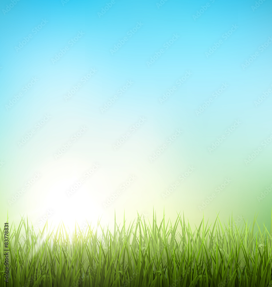 Green grass lawn with sunrise on blue sky. Floral nature spring