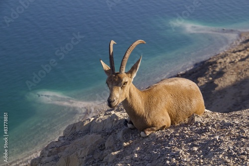 Resting Nubain ibex near Ein Gedi, Dead Sea, Israel photo