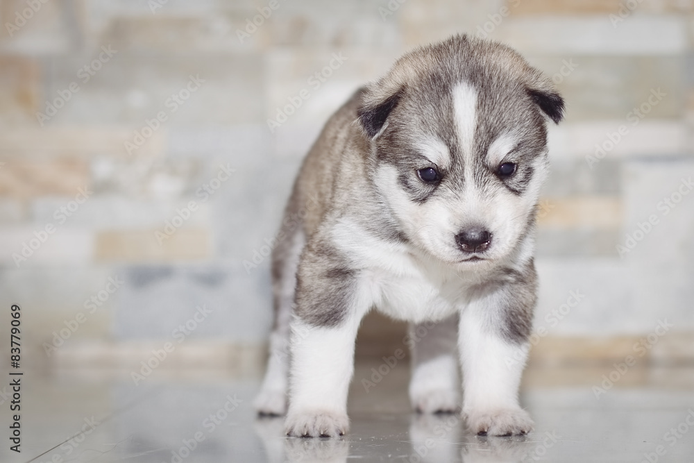 Very little puppy Siberian husky. 