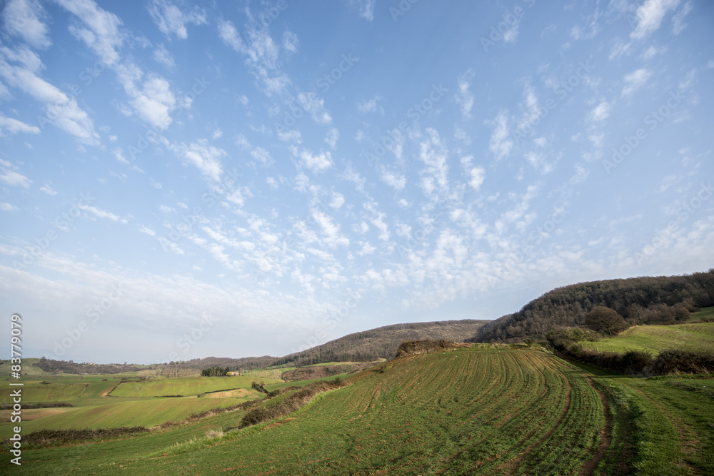 Naklejka premium Cielo sull'albero