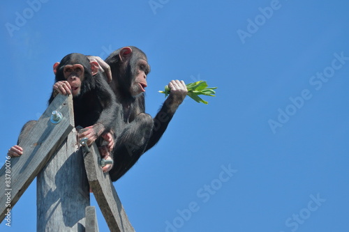 Photo Two Chimps High Up Against Blue Sky
