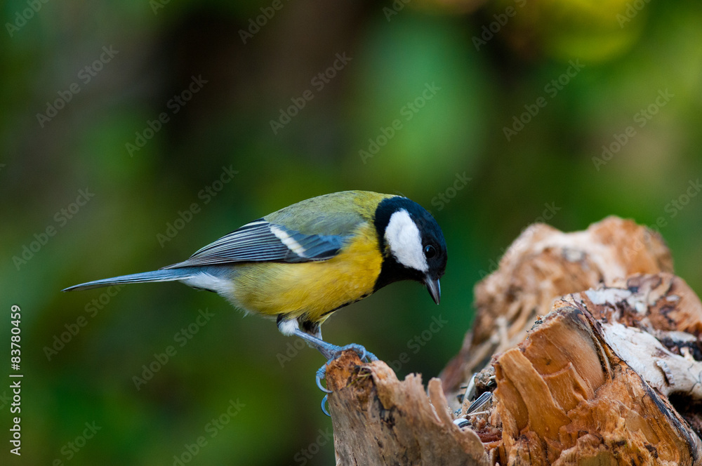 Obraz premium Cincia