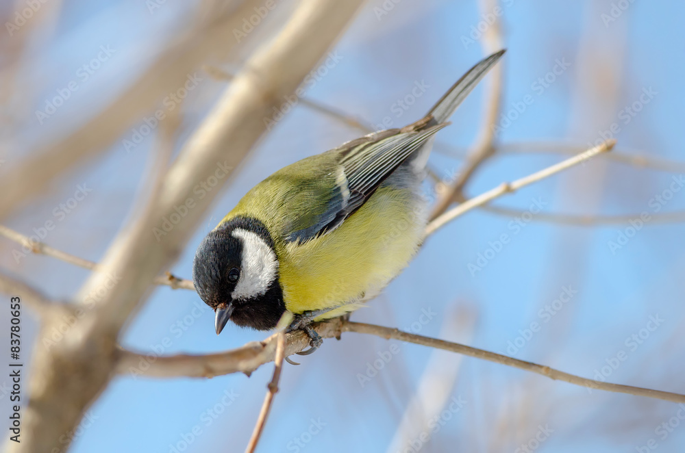 Fototapeta premium Tit sit on the tree. Side view. Russian nature