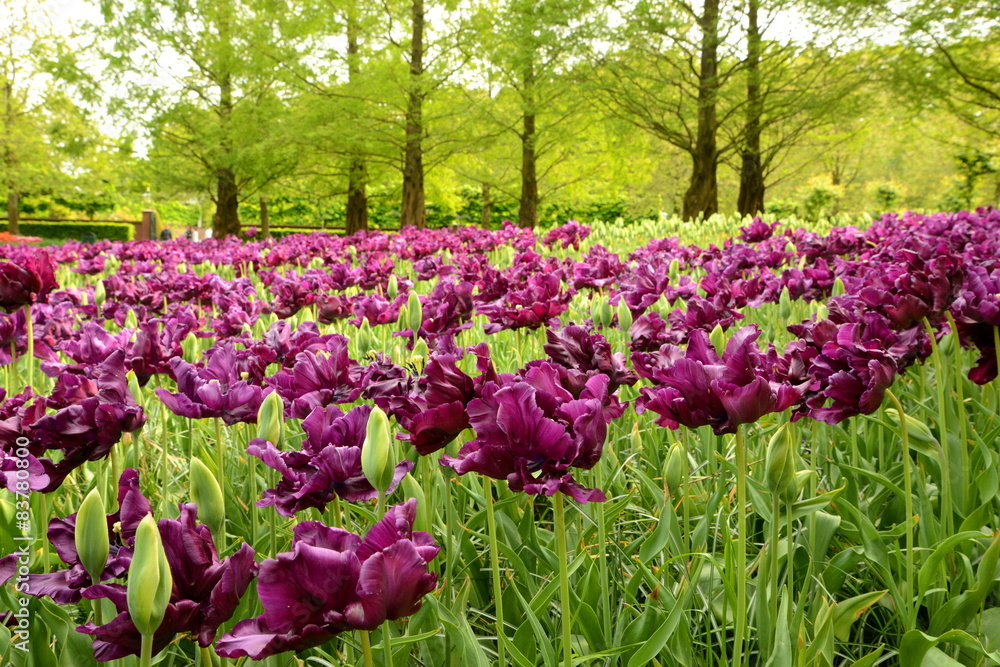 Keukenhof in Holland, Blumen