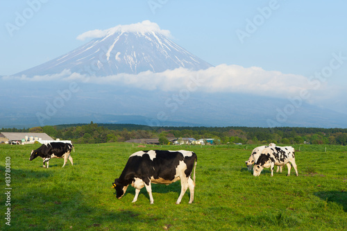 Panoramic view of Mount Fuji with meadow and cows