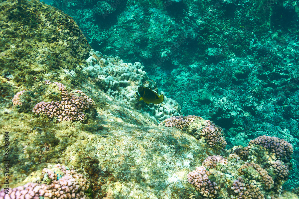 Fototapeta premium Coral reef and fish