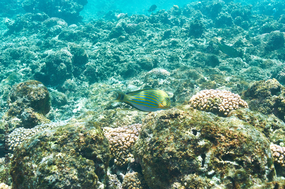 Coral reef and fish Coral reef and fish