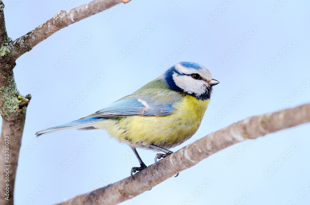 Obraz premium Tit sit on the tree. Front side. Russian nature