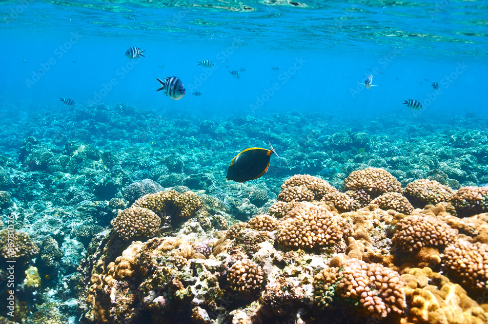 Fototapeta premium Coral reef and fish