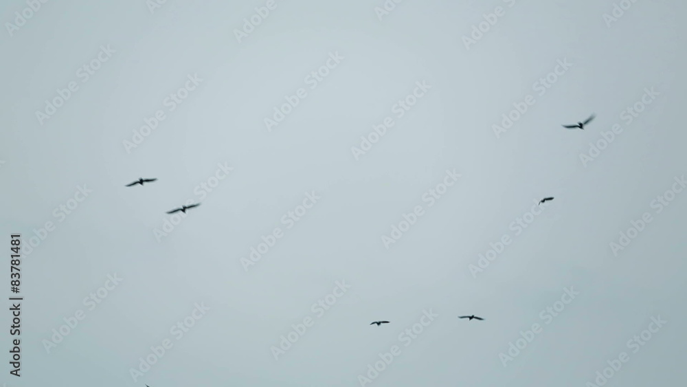 Flock Of Black Birds Flying Free In The Sky Flock Of Black Birds Flying Free In The Sky