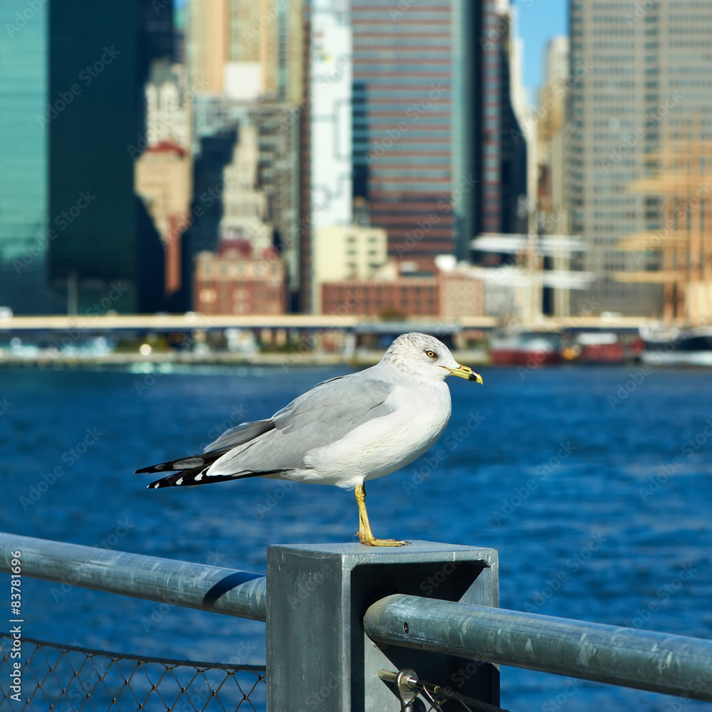 Obraz premium Seagull with Manhattan in background.