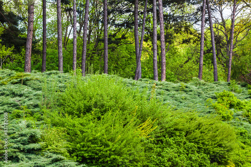 spring forest