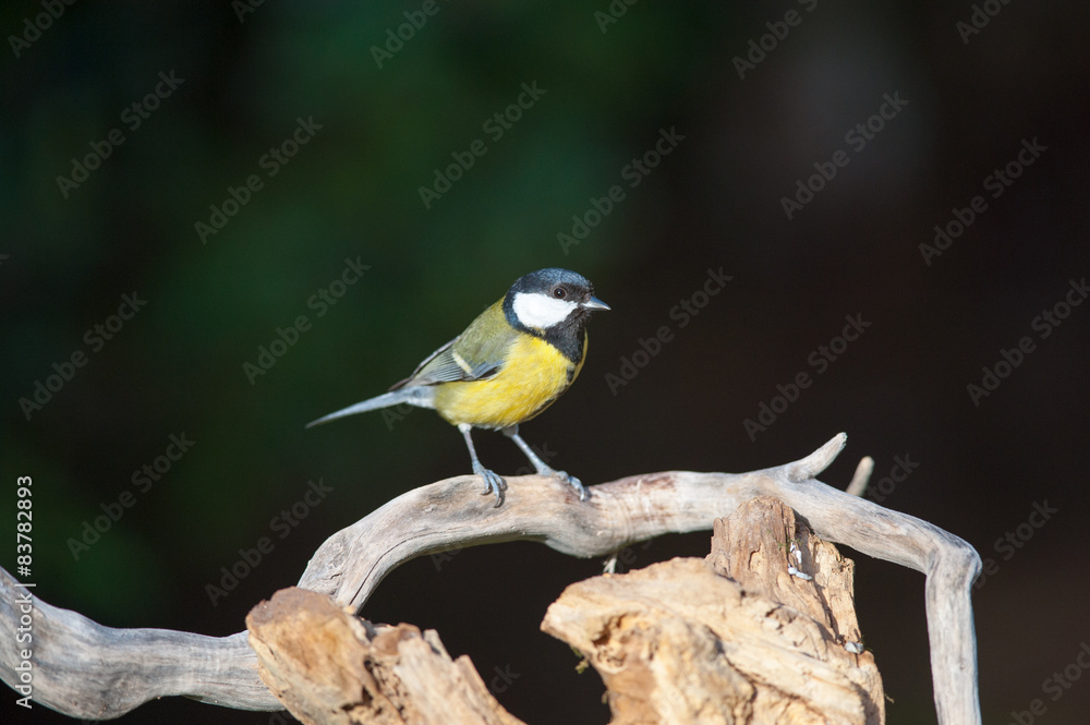 Obraz premium Cincia