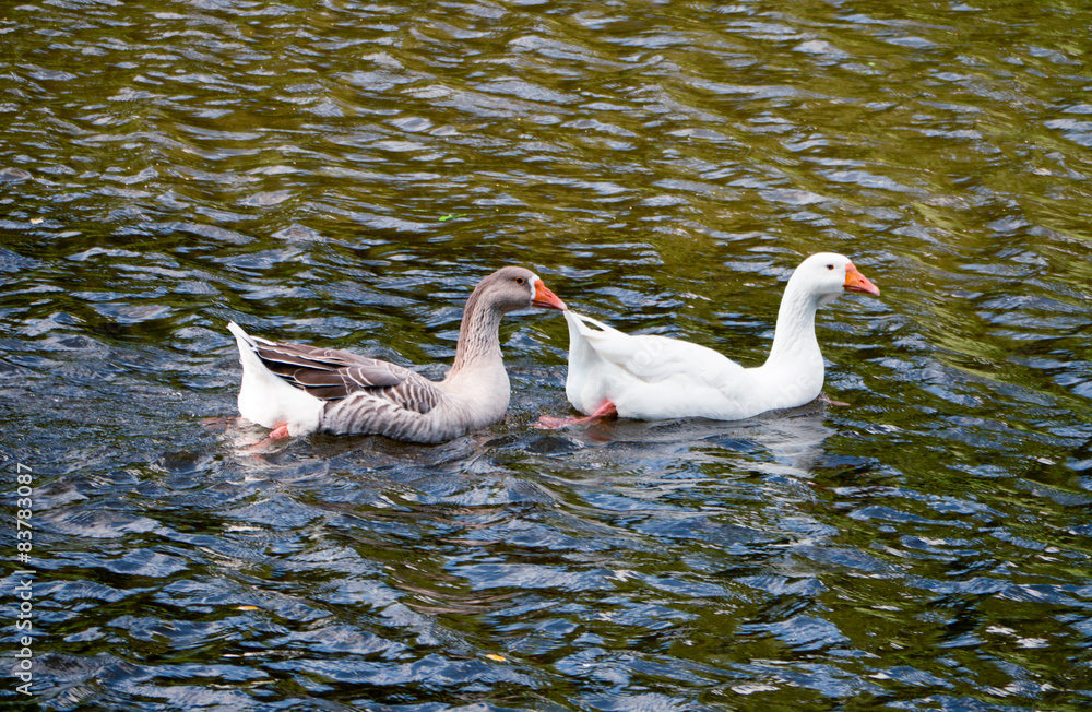 Fototapeta premium two geese
