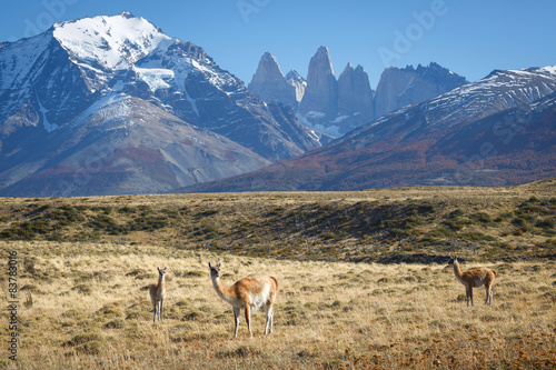 Guanaco in National Park Torres del Paine, Patagonia, Chile
