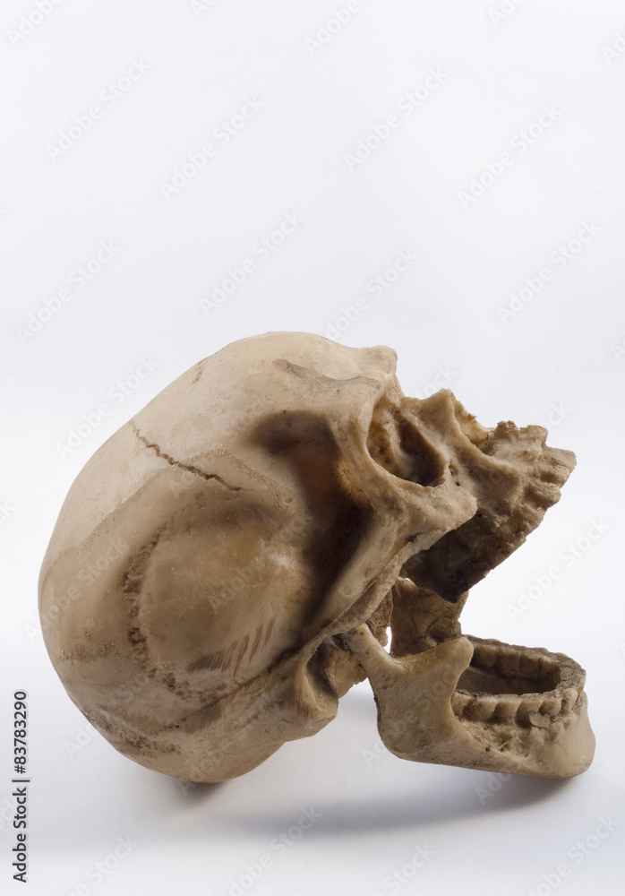 Fototapeta premium Human skull on white background