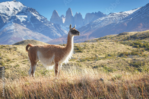 Guanako w parku narodowym Torres del Paine, Patagonia, Chile