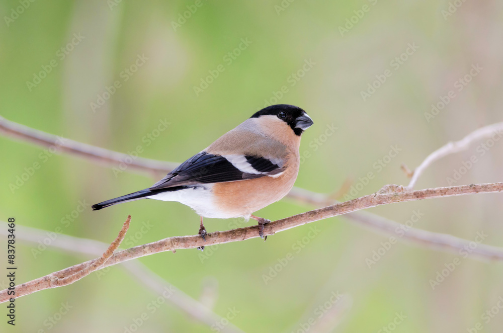 Female bullfinch sitting on a tree. Russian nature Female bullfinch sitting on a tree. Russian nature