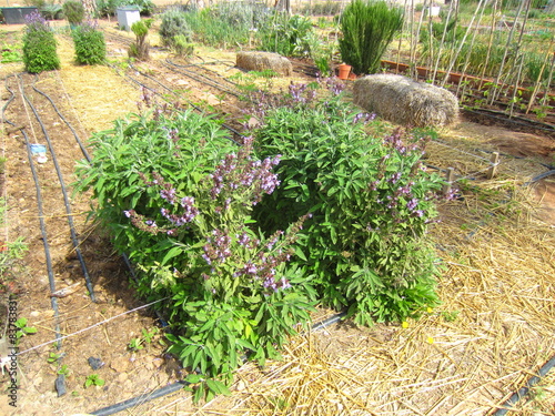 sage bush in flower