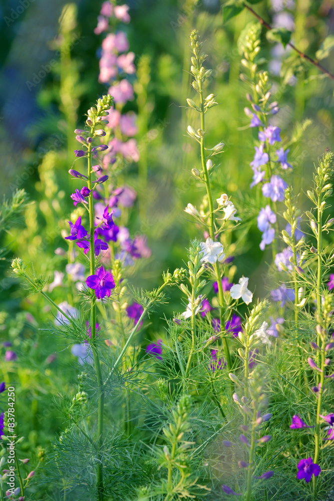 Obraz premium Delphinium flower