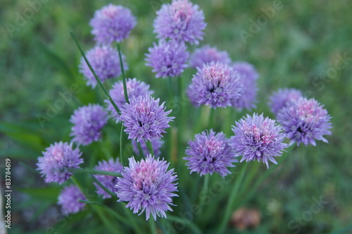 Fleurs Ciboulette 