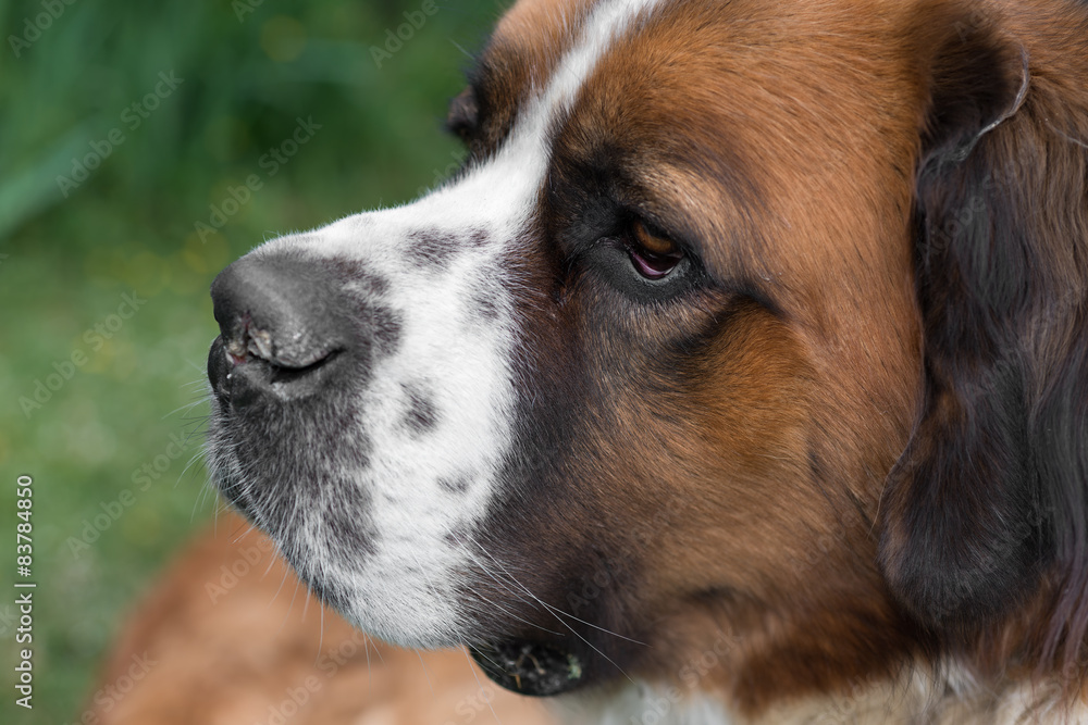St. Bernard St. Bernard