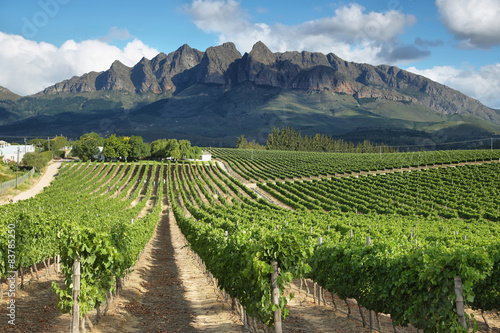 Vineyards landscape near Wellington