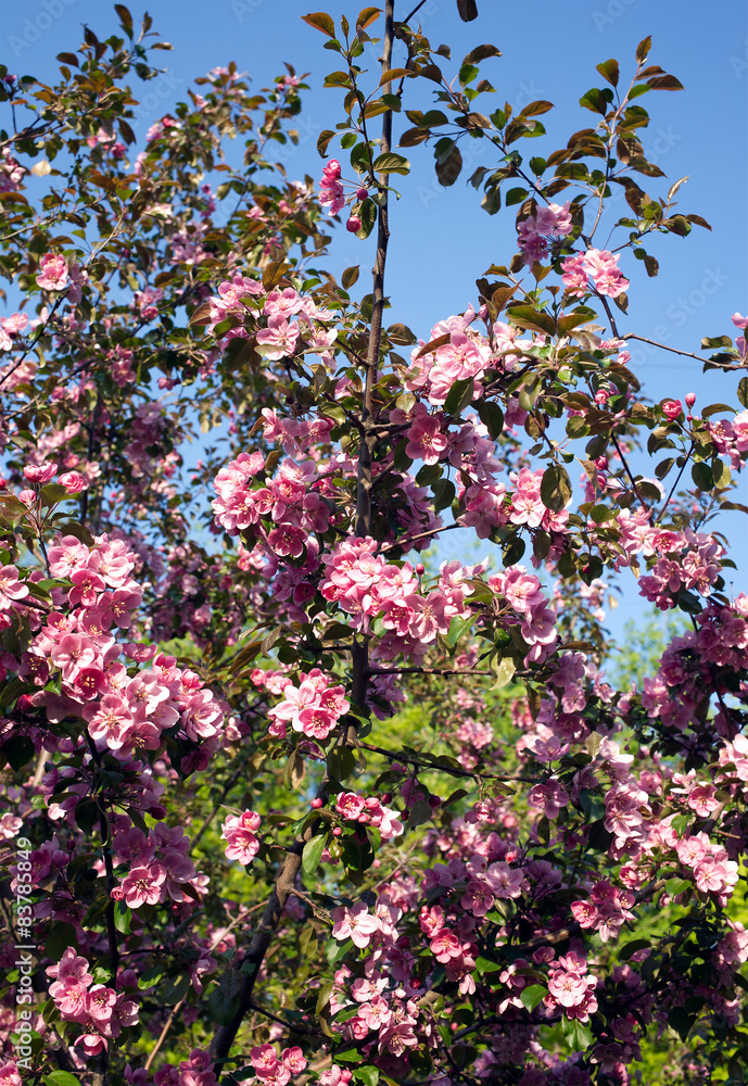 Apple tree branches with pink flowers spring closeup