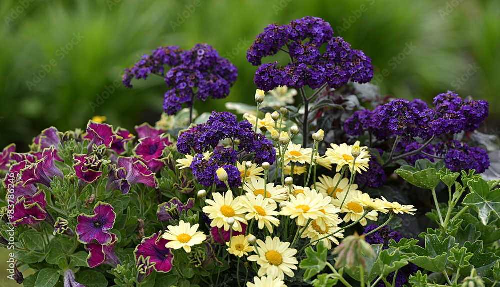 Obraz premium fleurs...arrangement