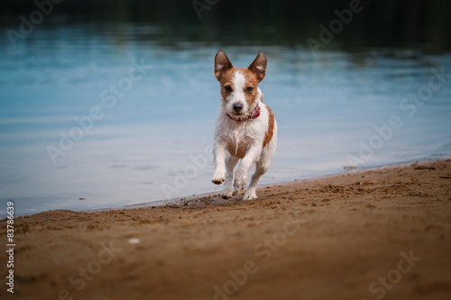 Jack Russell Terrier dog playing in water © annaav