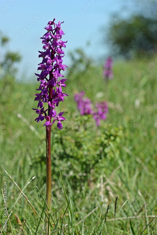 Stattliches Knabenkraut (Orchis mascula)
Stattliches Knabenkraut (Orchis mascula)