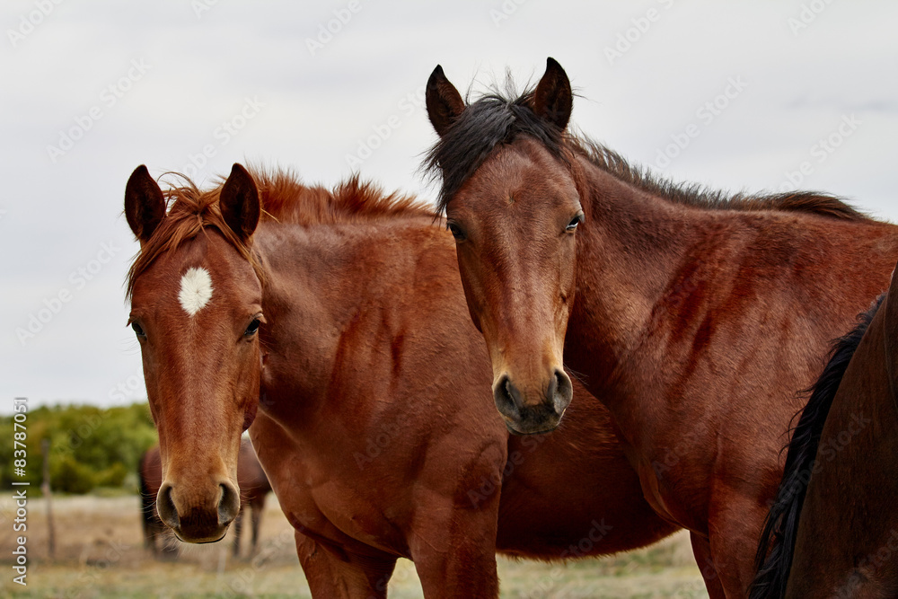 Foals in a Herd Foals in a Herd