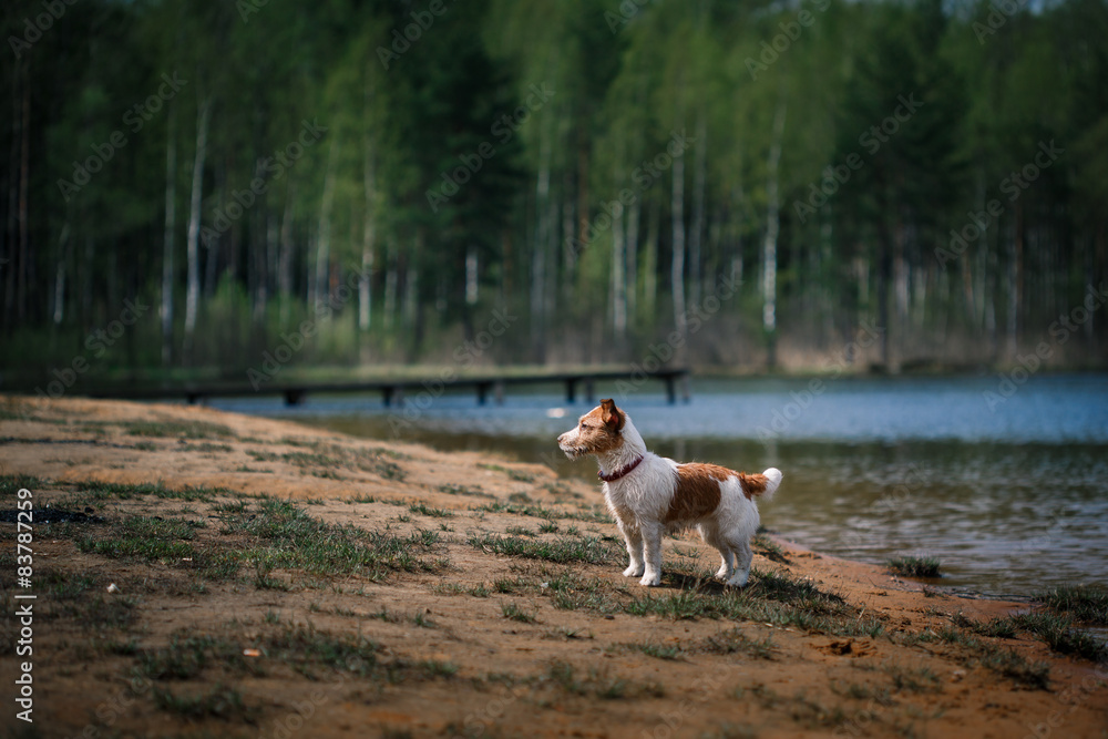 Jack Russell Terrier dog playing in water Jack Russell Terrier dog playing in water