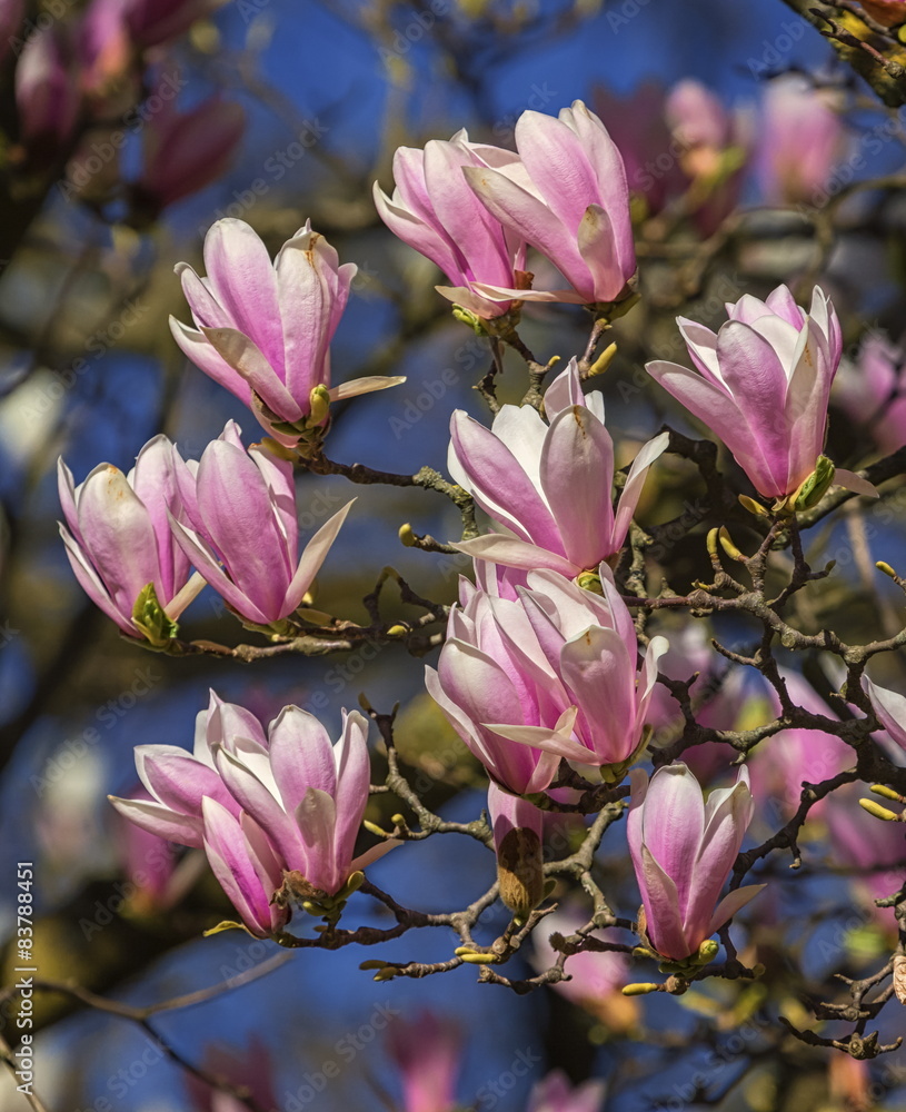 Naklejka premium Huangshan, magnolia cylindrica, flowers