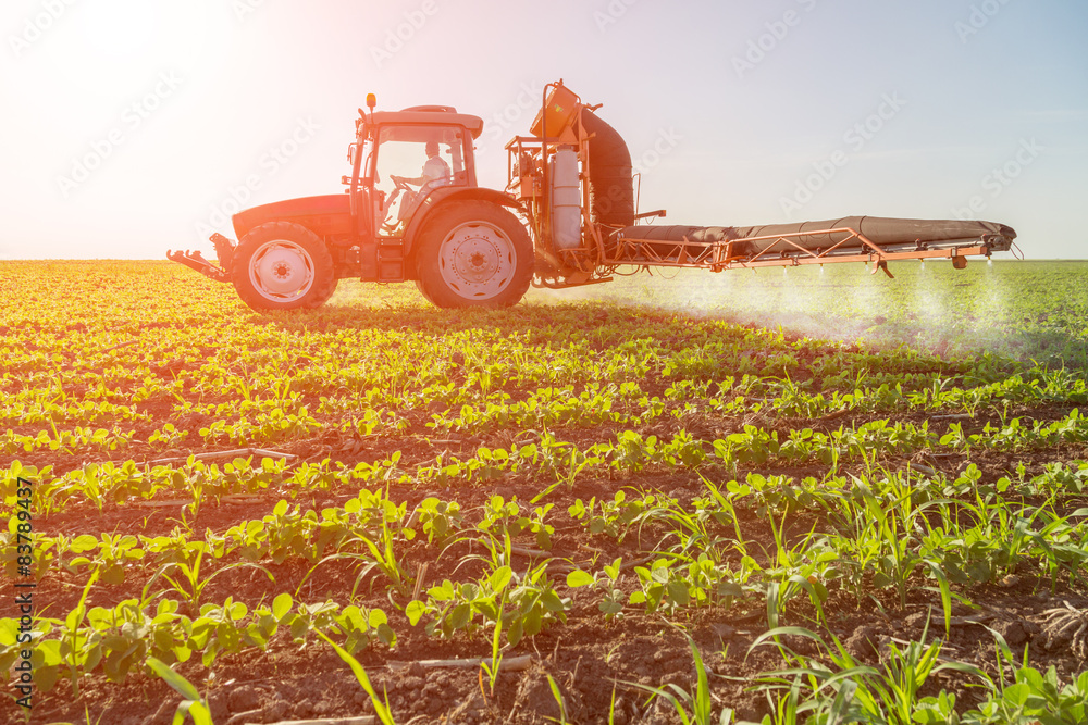 Fototapeta premium Tractor spraying soybean crops