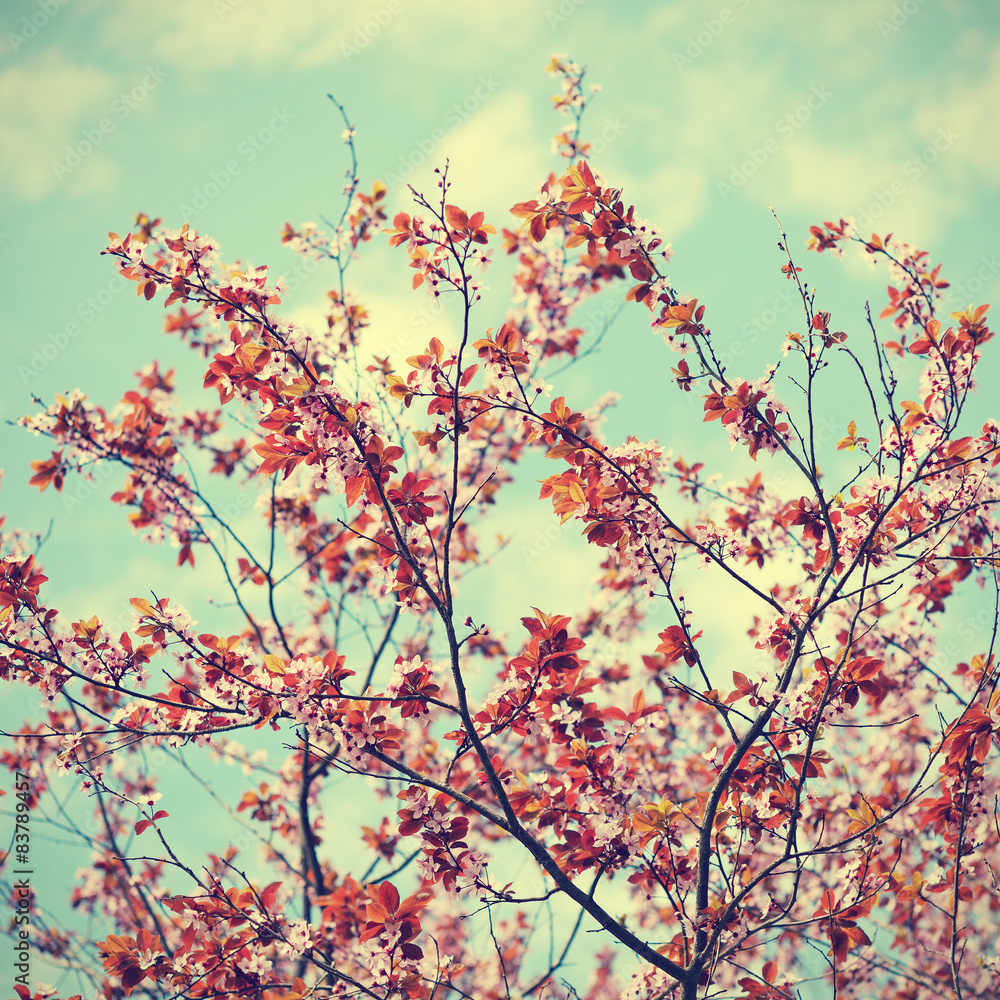 Cherry plum flowers on sky background in retro style Cherry plum flowers on sky background in retro style