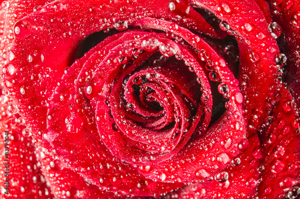 Macro of rose flower with water drops Macro of rose flower with water drops