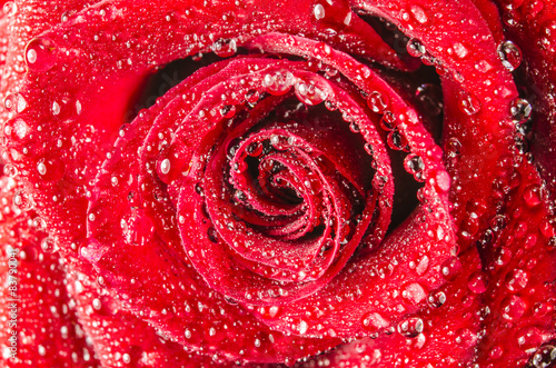 Fototapeta Makro kwiat róży z kropli wody