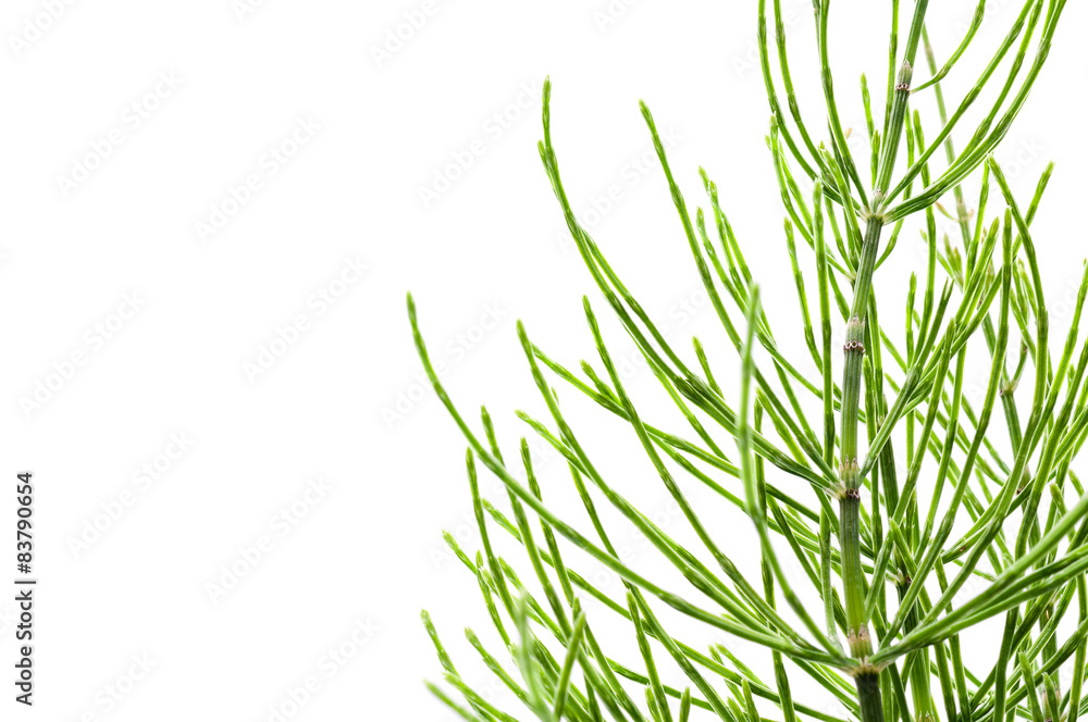 Obraz premium Ackerschachtelhalm