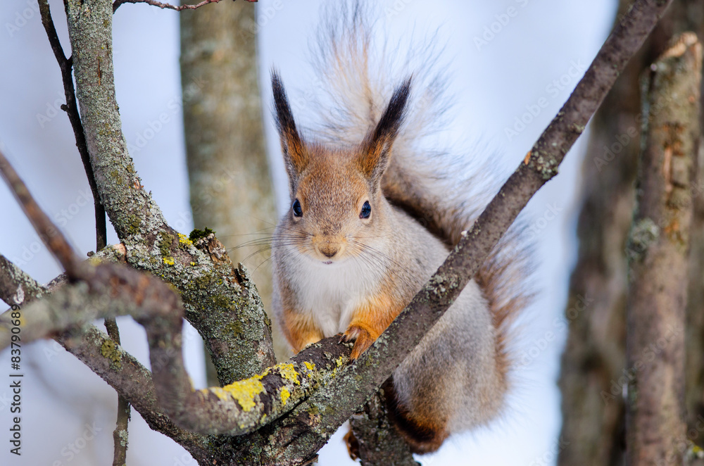 Squirrel sit on tree. Front side. Russian nature Squirrel sit on tree. Front side. Russian nature