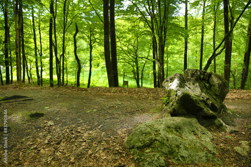 Naklejka premium forest 