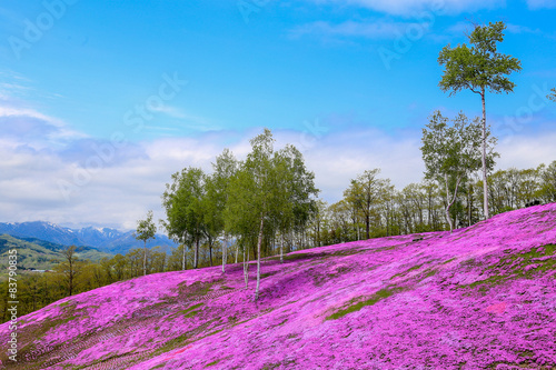 Landscape with pink flowers on the mountain, Takinoue, Hokkaido