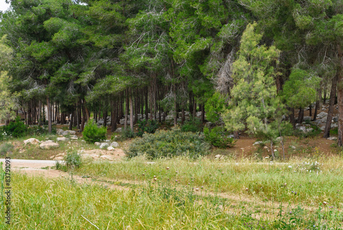 Spring Pine forest with stones. Israel. photo